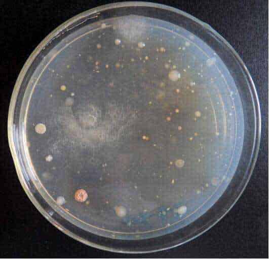 田楓凍干機：微生物菌種如何真空冷凍干燥保存