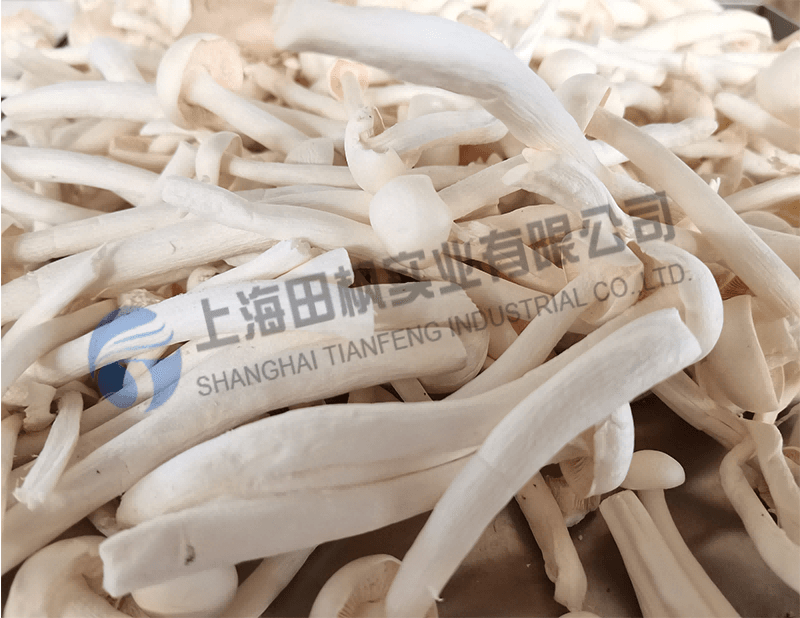 蘑菇凍干，果蔬真空冷凍干燥機(jī)應(yīng)用于蘑菇凍干