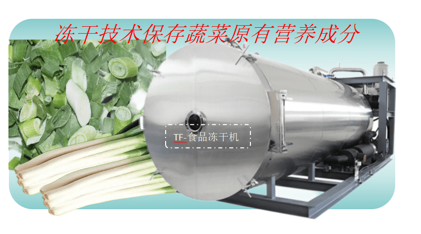 食品凍干機在大蔥蔬菜凍干加工應(yīng)用優(yōu)勢