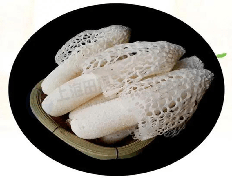 竹蓀凍干機(jī)：食品凍干機(jī)應(yīng)用于竹蓀凍干加工