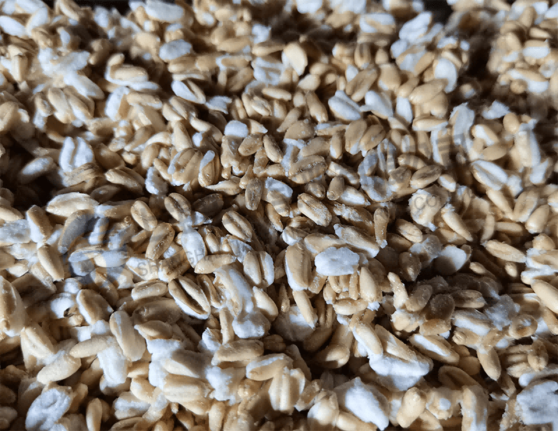 薏米凍干，食品凍干機(jī)應(yīng)用于薏米真空冷凍干燥