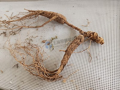 人參凍干：中藥材凍干機(jī)，人參真空冷凍干燥技術(shù)