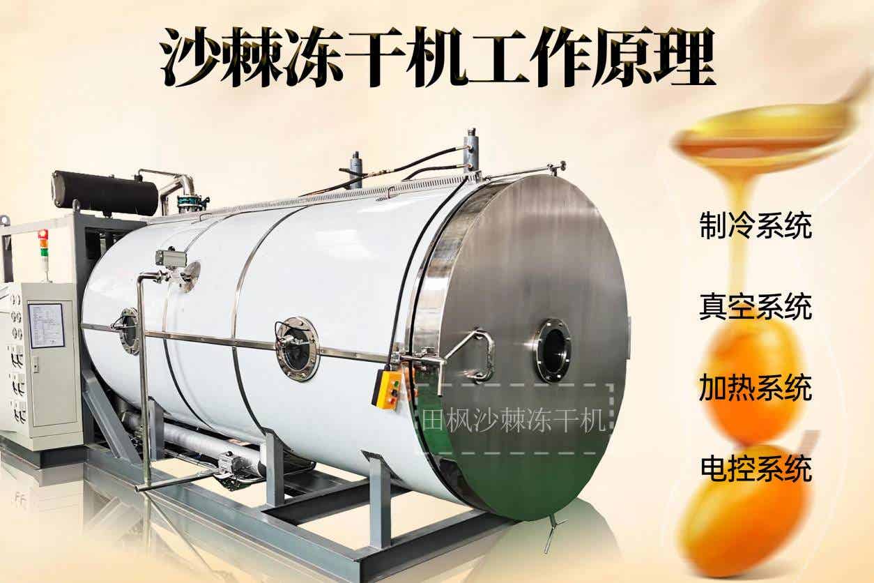 食品凍干機的凍干技術(shù)：沙棘的新鮮口感與營養(yǎng)保障