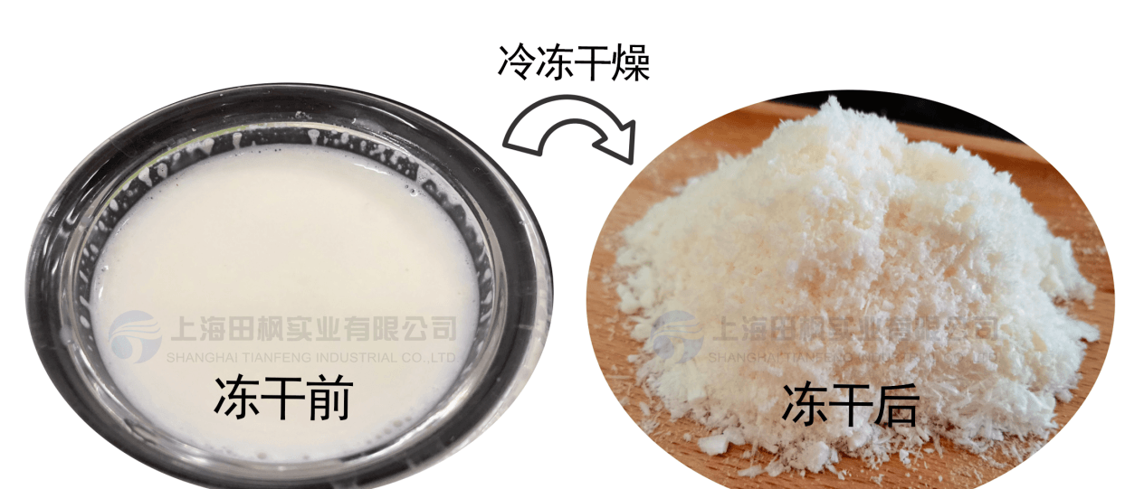 凍干機如何實現(xiàn)牛初乳免疫球蛋白活性保留